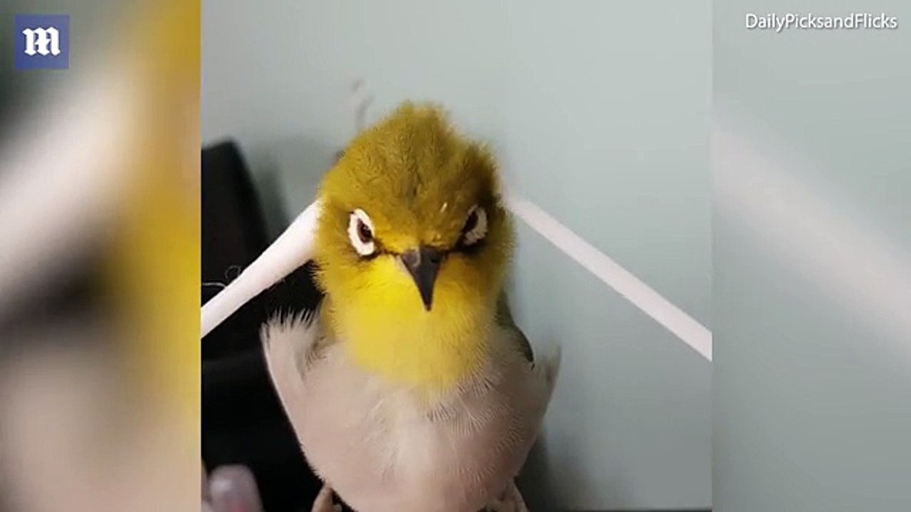Cheep thrills! Hilarious moment bird lolls his head back in pure bliss as his cotton-bud massage hits the spot