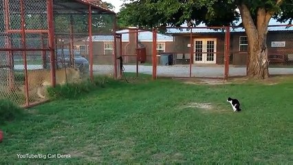 Puss is TOO BIG for his boots! Fearless feline who prowls up to a caged LION doesn't know what curiosity killed