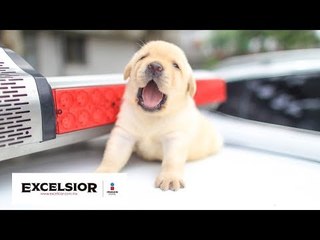 Te vas a enamorar de los nuevos reclutas de la policía de Taiwán WB