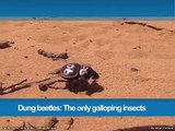 358.Dung beetles- The only galloping insects