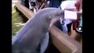 Funny Dolphins Compilation _werwer234234test animals