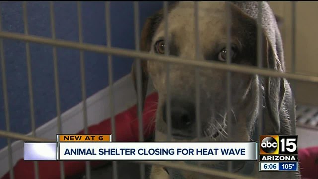 Arizona Animal Welfare League shutting down shelter due to heat