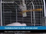 302.Cockatoos learn to make and use a tool