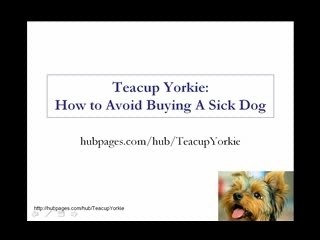 Teacup Yorkie Warning!