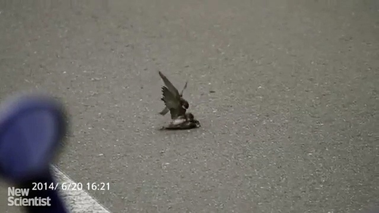 210.Male sand martin birds filmed having sex with a dead male