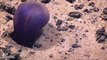 207.Violet sea cucumber swims above sea floor near Mariana trench