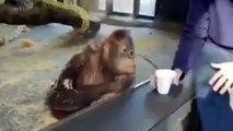 Funny Monkeys 2017    [Funny Pets]