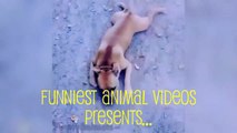 Funny Dog Vines ► Funny Dogs Compilation 2017 Try Not to Laugh! feat Funny Animals