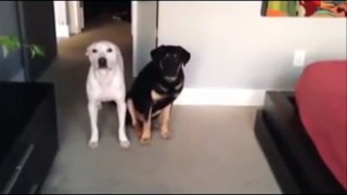 Funny Guilty Dogs Compilation 2016 ► Guilty Dogs who are sorry for what they've done