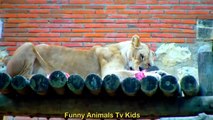 Rei Leão no Zoológico _ Lion King at the ón en el Zoológico - Funny Animals