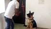 How To Train Your Dog to BARK , SPErwer24234ning in india