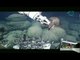 Analizan volcán submarino "Alarcón" en el Golfo de California / Analyze underwater volcano