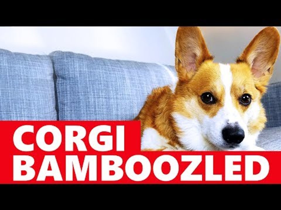 Corgi Tricked Into Taking a Bath