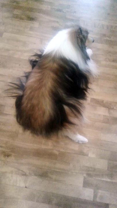 Sid On The Floor
