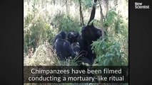 72.Chimp filmed cleaning her dead son