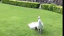 Pecock