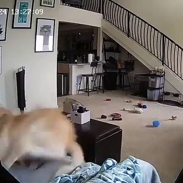 Mais que fait votre chien pendant votre absence...