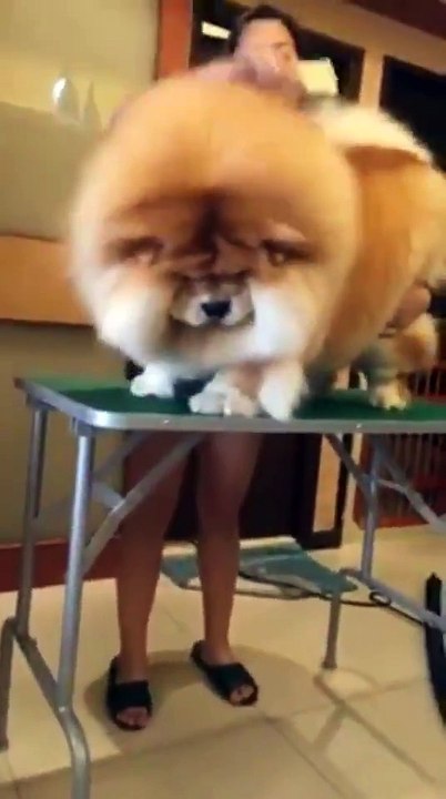 C'est chien ou un lion qui se fait toiletter ???