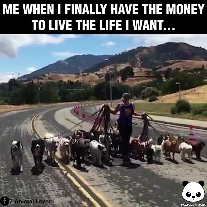 Mais il promène combien de chien lui ????