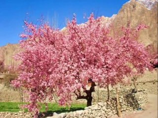 New Balti Song 2016: Nema Go Sguz 🎶