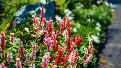 MBBS in Europe Abroad