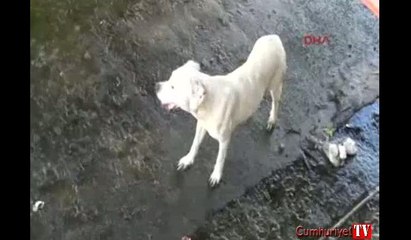 Su kanalına düşen köpeği zabıta kurtardı