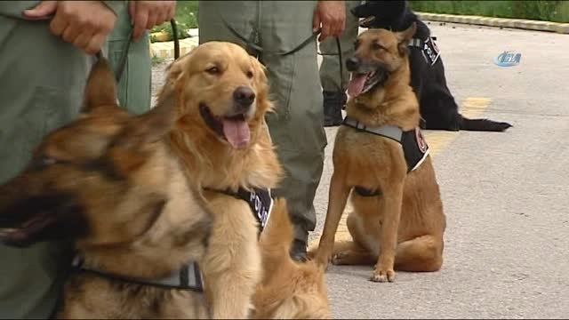 3. Havalimanı İçin Hassas Burunlar Gölbaşı'nda Yetişiyor