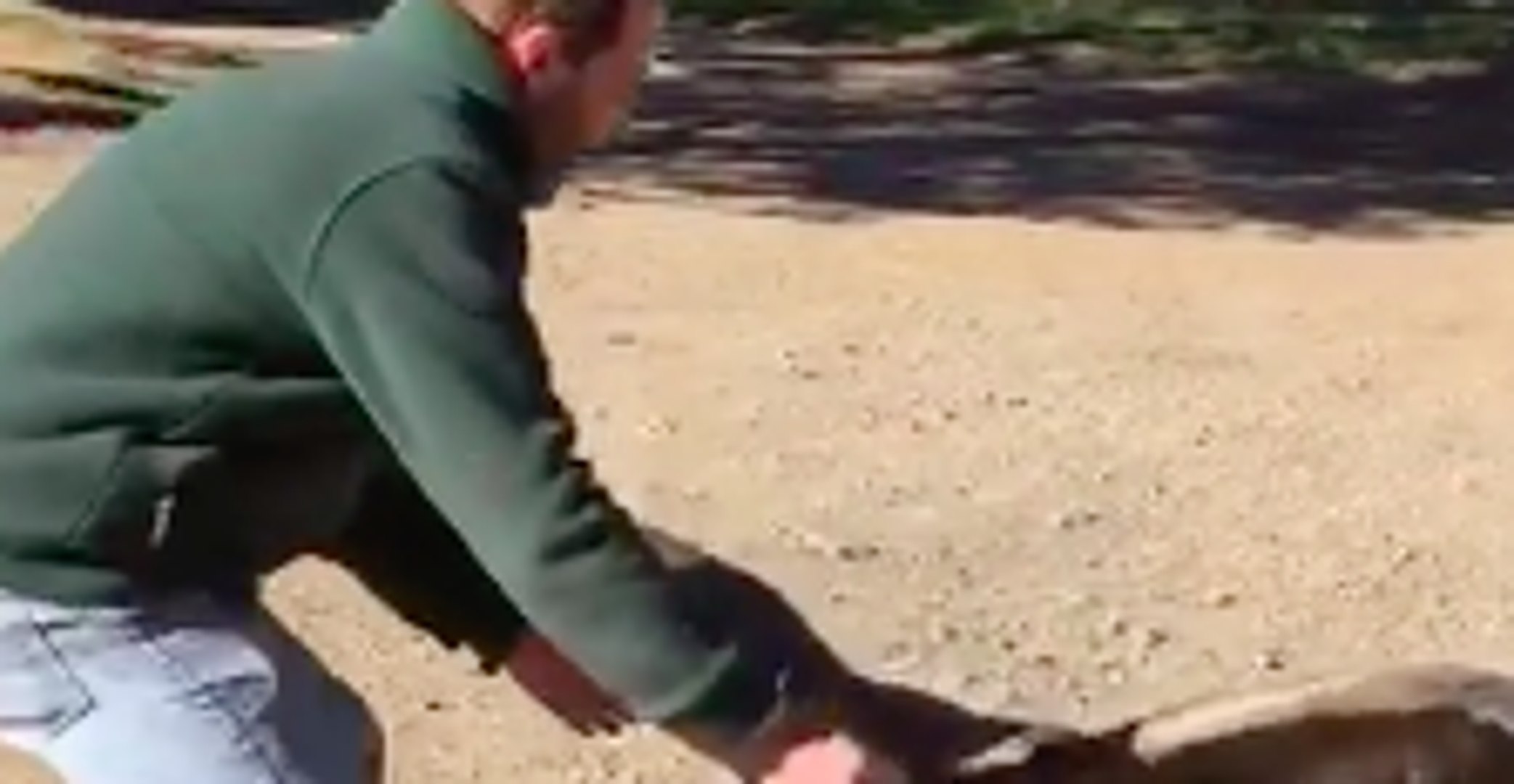 ⁣Video of Man Petting a Condor Goes Viral for Wrong Reason