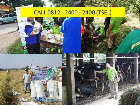 CALL 0812 - 2400 - 2400 (TSEL), Obat untuk Gurame