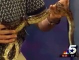 Dallas Funny News - Lizard Jumps on News Guy