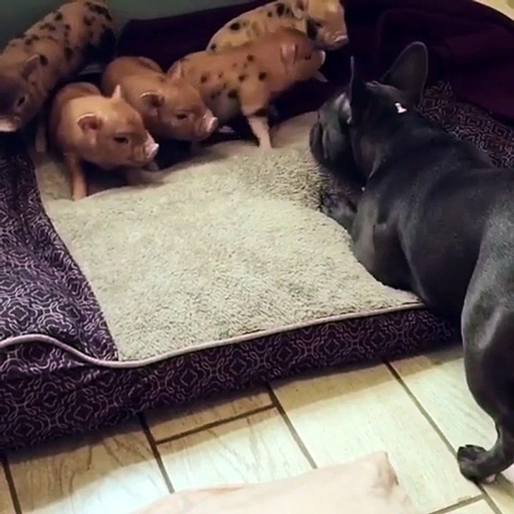 Cette chienne découvre des bébés cochons ! Trop Mignon !