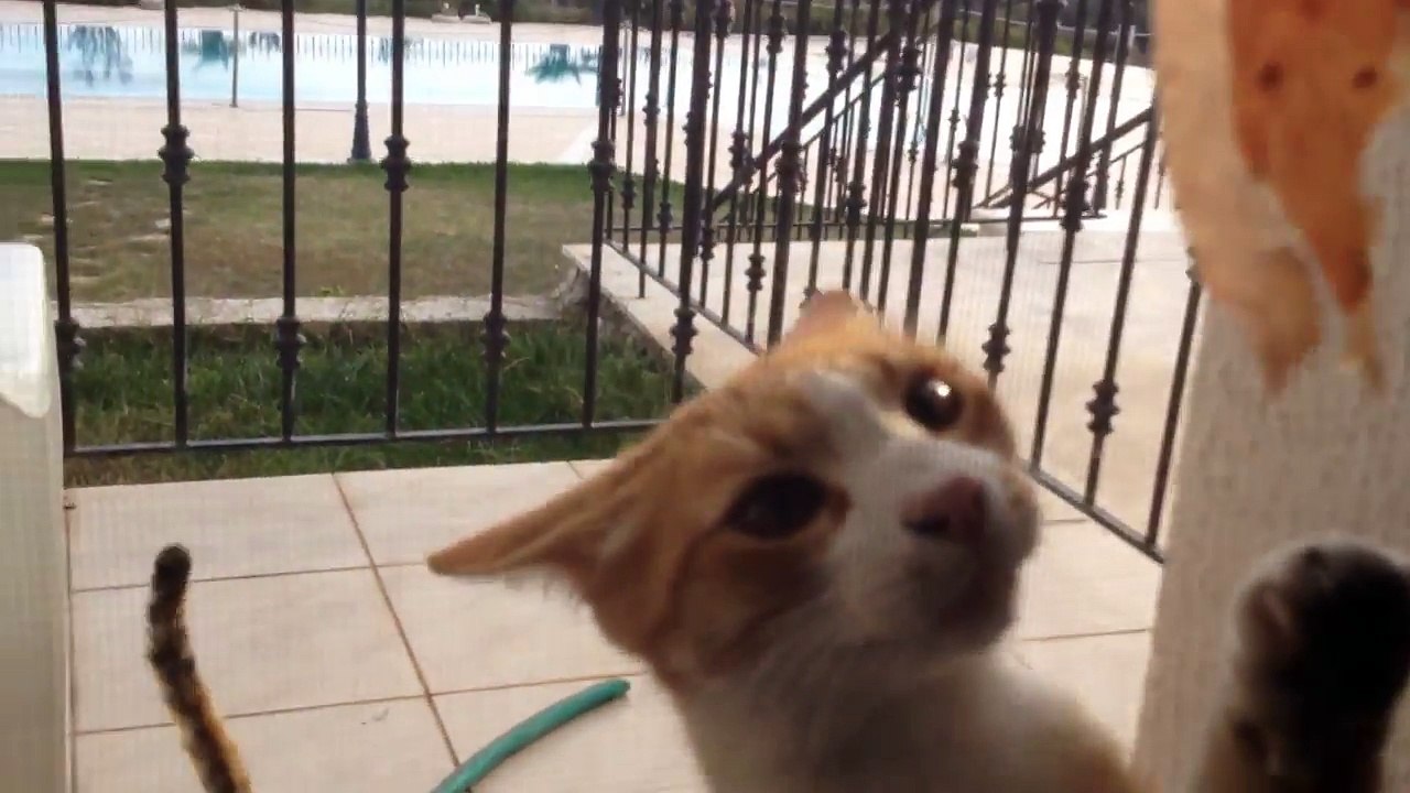 Les chats les plus affamés et drôles de Grèce