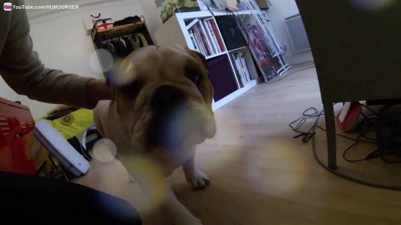 Lola Bulldog Anglais en Slow Motion - GoPro HERO3 Black Edition