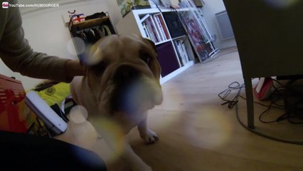 Lola Bulldog Anglais en Slow Motion - GoPro HERO3 Black Edition