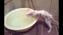 Funny Cats Enjoying Bath _ Cats Tdfgrhat LOVE Water Compilati