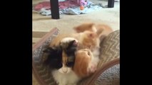 Kittens Talking and Playing with their Mdfgroms Compilation _ Cat mom hugs baby kitten