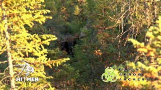 monster-bull-moose-gets-devastated-at-12yards-by-a-toxic-broadhead