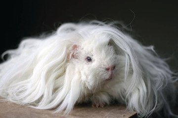 22 Guinea Pigs With The Most Majestic Hair Ever