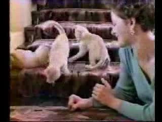 Kwiskas pour les Chats,Marrant