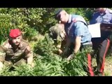 Anoia (RC) - Sequestrata piantagione di marijuana in un terreno (16.06.17)