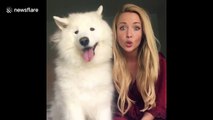 Huge fluffy dog howls with owner