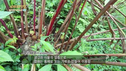 세계테마기행 - 엄홍길의 나마스떼 네팔 1부- 지상에서 천상으로 향하는 길, 칸첸중가_#002