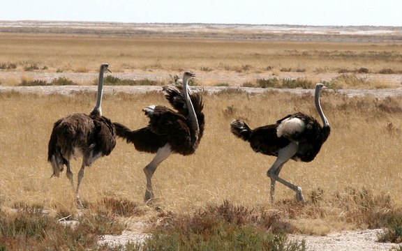 Un homme grimpe sur une autruche et se balade assis sur son dos !