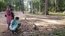 Funny Monkey With Tourist Girl Near Wild Angkor Wat