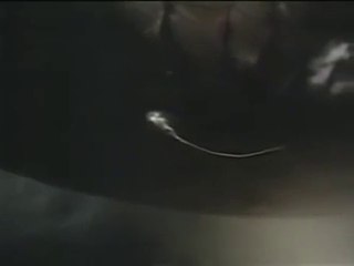 Megalodon sighting cadfgfdg345345ught on Tape