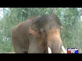 Injured Wild Elephanth Siddha's Condition Worsens, Hints Of Bullet Shots Found