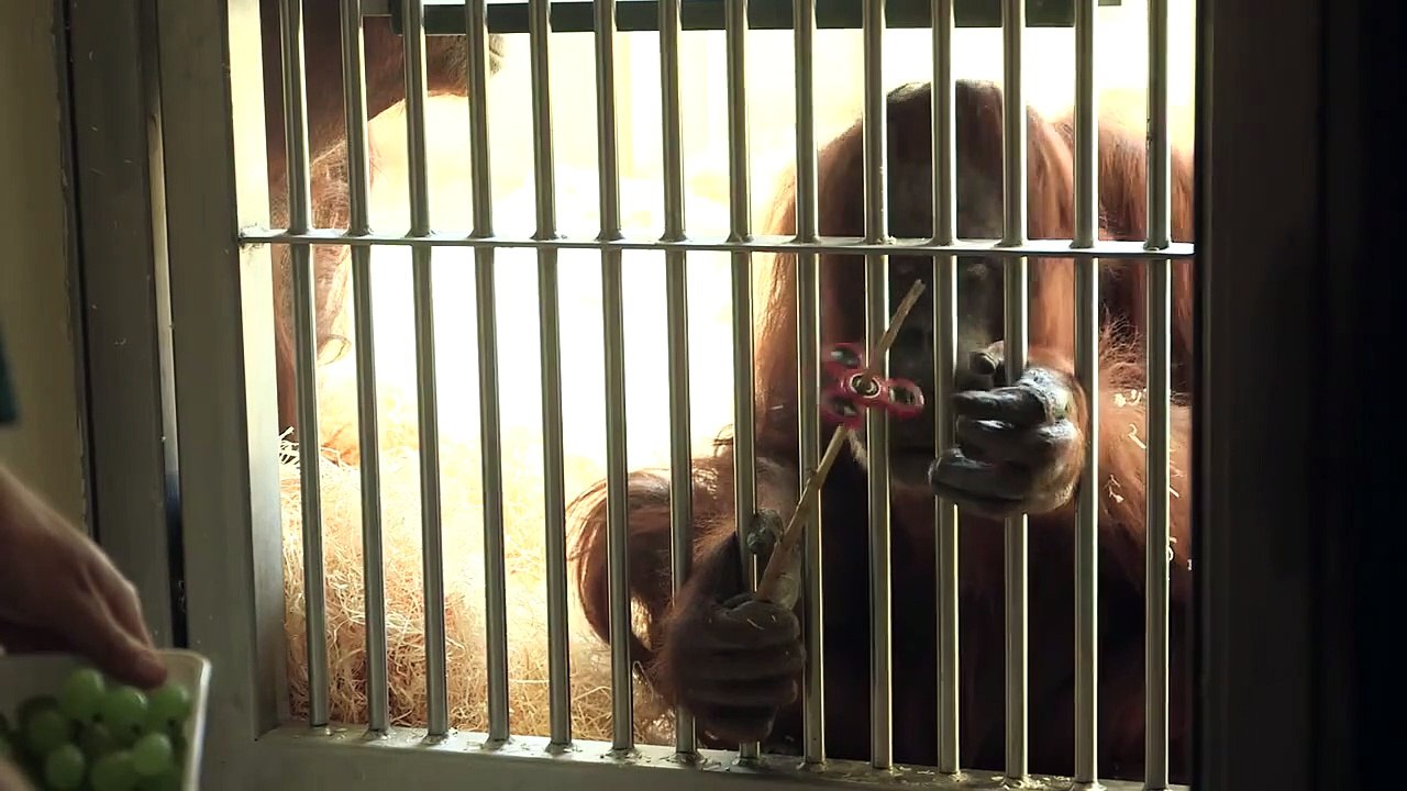 Cet orang-outan découvre le Hand Spinner