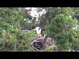 Baby Hawk Adopted by Bald Eagle Family