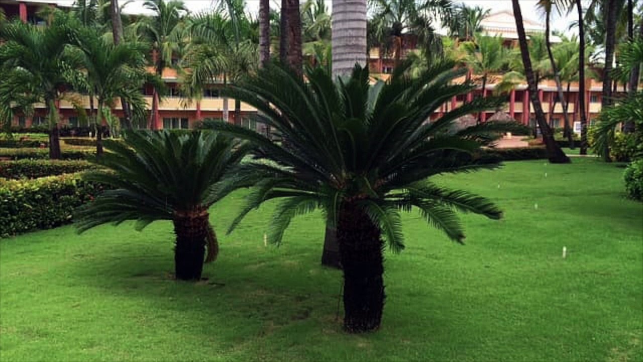 Palmen im eigenen Garten