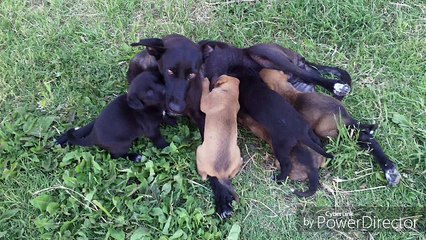 rabo de nube  silvio rodriguez  cover...